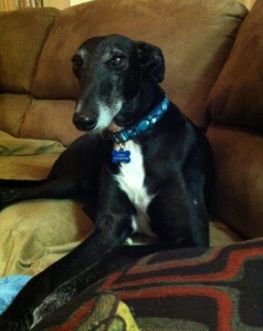 greyhound being a couch potato