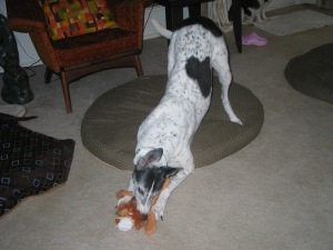 greyhound playing with Christmas stuffie