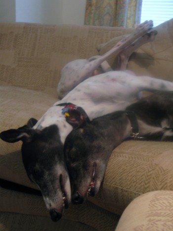 Greyhounds in love