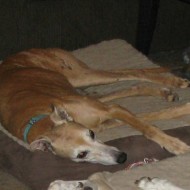 red greyhound lounging