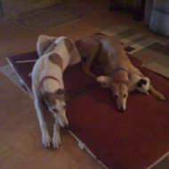 two greyhounds sharing a bed