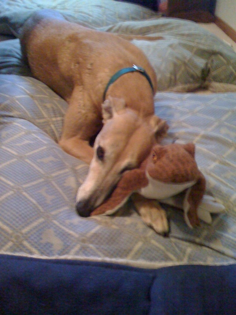 red greyhound with stuffie toy