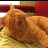 yawn - cat