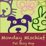 Monday Mischief Pet Bloghop