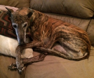 brindle greyhound on couch
